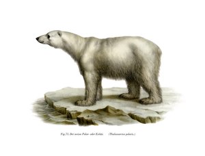 Oso polar de German School